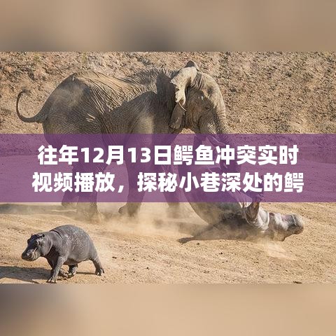 探秘鱷魚美食秘境，揭秘12月13日鱷魚沖突實(shí)時(shí)盛宴直播！
