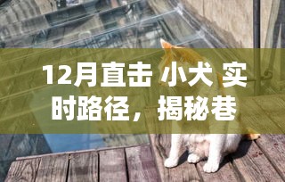 揭秘小犬的十二月巷弄奇遇，實時路徑追蹤，直擊巷深之秘