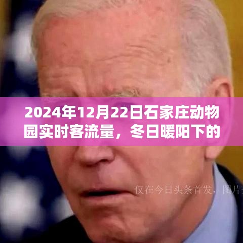 石家莊動(dòng)物園冬日暖陽下的溫馨一天，實(shí)時(shí)客流量與奇遇