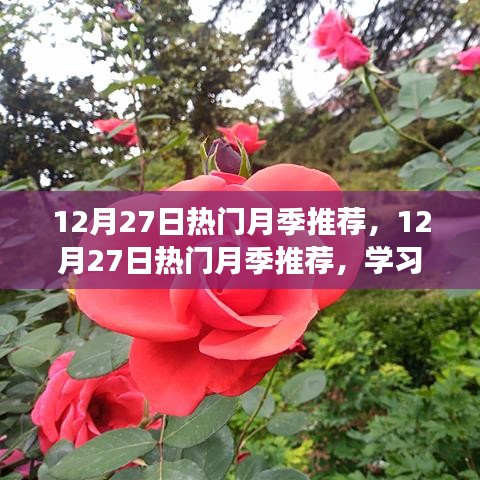 12月27日熱門月季推薦，學(xué)習(xí)變化，展現(xiàn)自信與成就之花