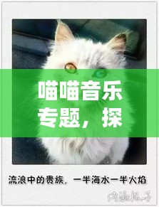 喵喵音樂專題，探索貓咪旋律的無限魅力
