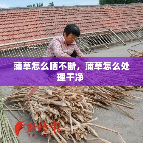 蒲草怎么曬不斷，蒲草怎么處理干凈 