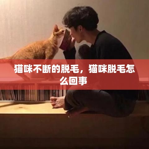 貓咪不斷的脫毛，貓咪脫毛怎么回事 