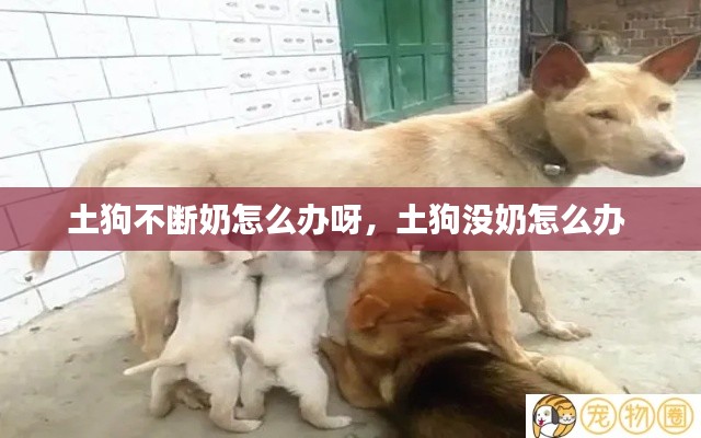 土狗不斷奶怎么辦呀，土狗沒奶怎么辦 