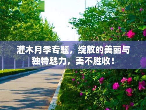 灌木月季專(zhuān)題，綻放的美麗與獨(dú)特魅力，美不勝收！