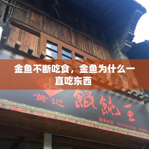 金魚不斷吃食，金魚為什么一直吃東西 