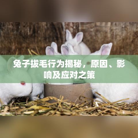 兔子拔毛行為揭秘，原因、影響及應(yīng)對之策