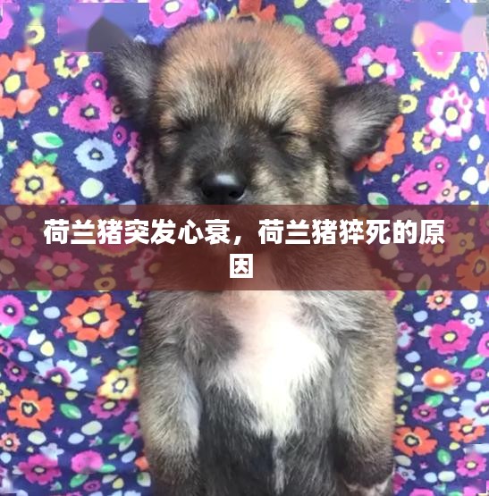 荷蘭豬突發(fā)心衰，荷蘭豬猝死的原因 