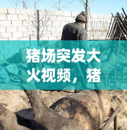 豬場突發(fā)大火視頻，豬場失火2020 