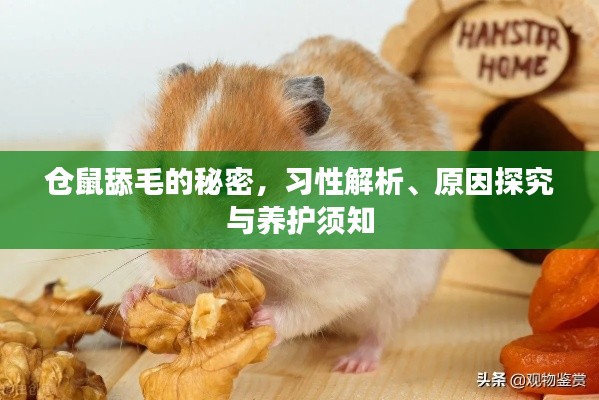 倉(cāng)鼠舔毛的秘密，習(xí)性解析、原因探究與養(yǎng)護(hù)須知