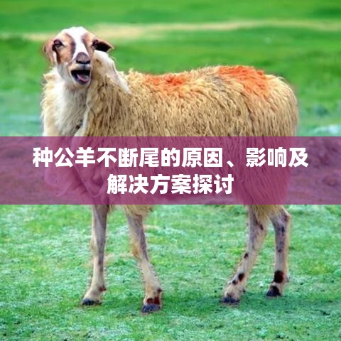 種公羊不斷尾的原因、影響及解決方案探討