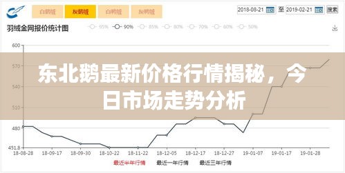 東北鵝最新價(jià)格行情揭秘，今日市場(chǎng)走勢(shì)分析
