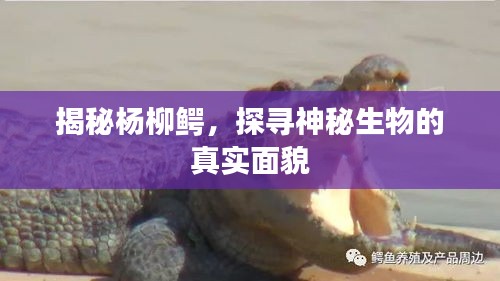 揭秘楊柳鱷，探尋神秘生物的真實面貌