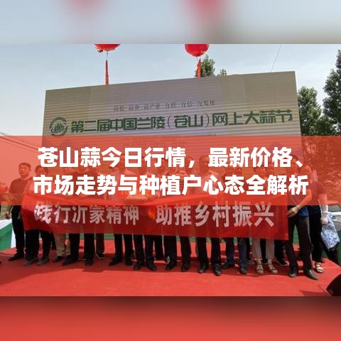 蒼山蒜今日行情，最新價格、市場走勢與種植戶心態(tài)全解析