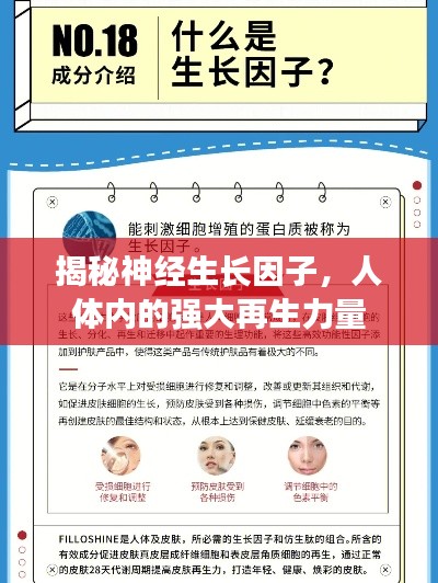 揭秘神經(jīng)生長(zhǎng)因子，人體內(nèi)的強(qiáng)大再生力量