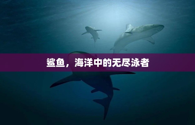 鯊魚，海洋中的無盡泳者