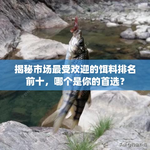 揭秘市場最受歡迎的餌料排名前十，哪個是你的首選？