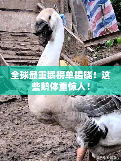 全球最重鵝榜單揭曉！這些鵝體重驚人！