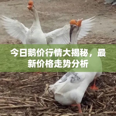 今日鵝價行情大揭秘，最新價格走勢分析