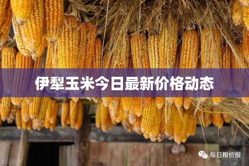 伊犁玉米今日最新價格動態(tài)