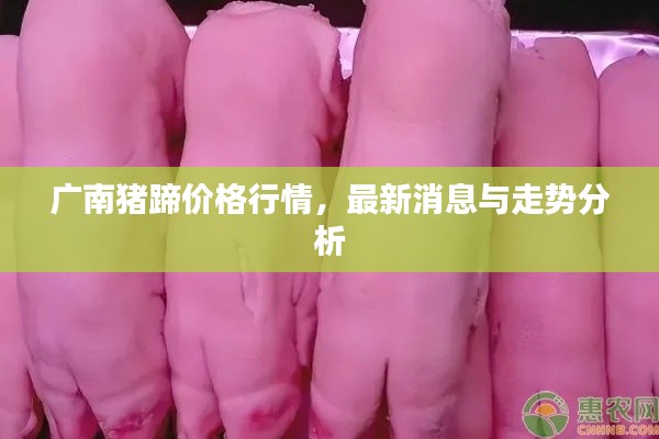廣南豬蹄價格行情，最新消息與走勢分析