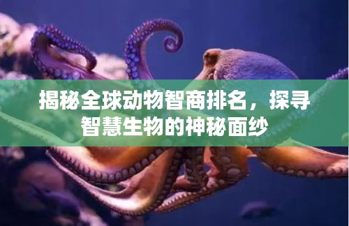 揭秘全球動物智商排名，探尋智慧生物的神秘面紗