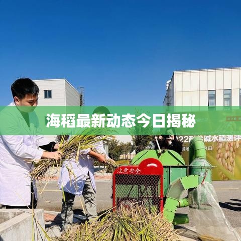 海稻最新動(dòng)態(tài)今日揭秘