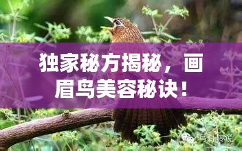 獨家秘方揭秘，畫眉鳥美容秘訣！
