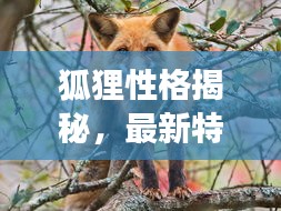狐貍性格揭秘，最新特點(diǎn)介紹與精彩圖片展示