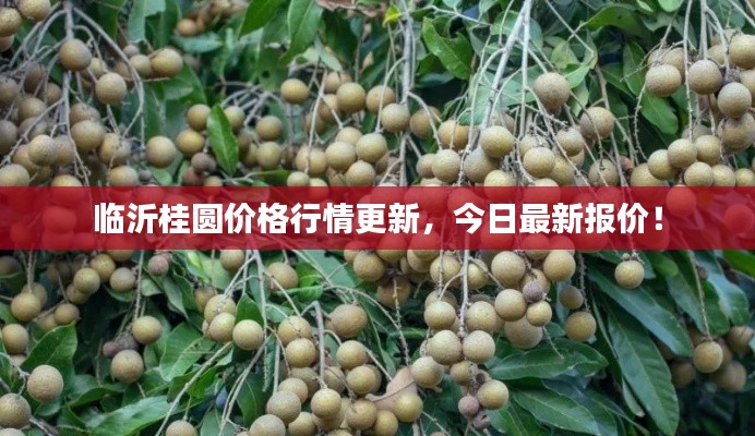 臨沂桂圓價(jià)格行情更新，今日最新報(bào)價(jià)！