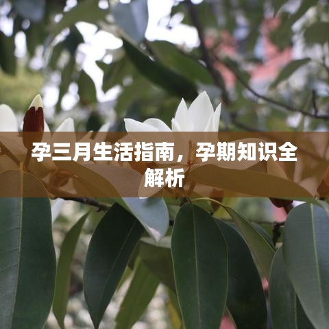 孕三月生活指南，孕期知識全解析