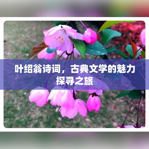 葉紹翁詩詞，古典文學(xué)的魅力探尋之旅