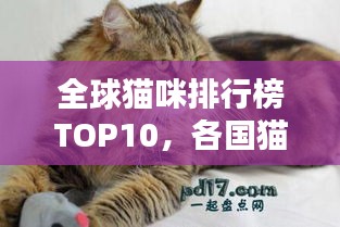 全球貓咪排行榜TOP10，各國(guó)貓咪實(shí)力比拼！