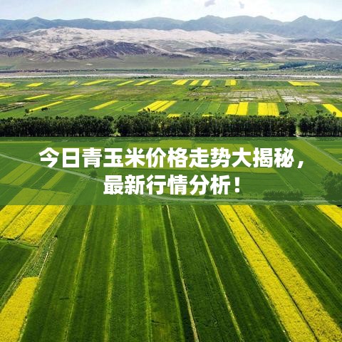 今日青玉米價格走勢大揭秘，最新行情分析！