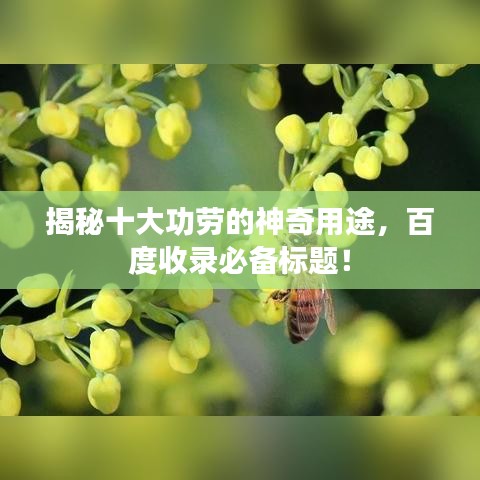 揭秘十大功勞的神奇用途，百度收錄必備標題！