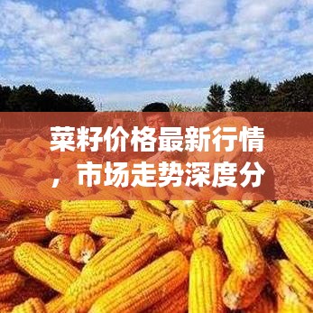 菜籽價(jià)格最新行情，市場走勢深度分析與預(yù)測報(bào)告
