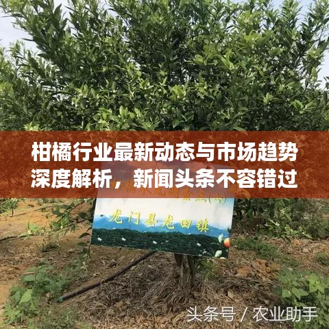 柑橘行業(yè)最新動態(tài)與市場趨勢深度解析，新聞頭條不容錯過