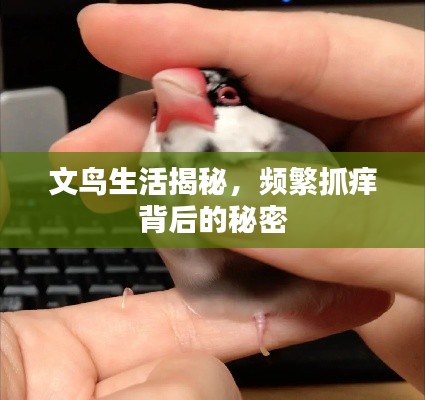 文鳥生活揭秘，頻繁抓癢背后的秘密
