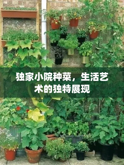獨家小院種菜，生活藝術的獨特展現(xiàn)