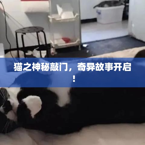 貓之神秘敲門，奇異故事開啟！
