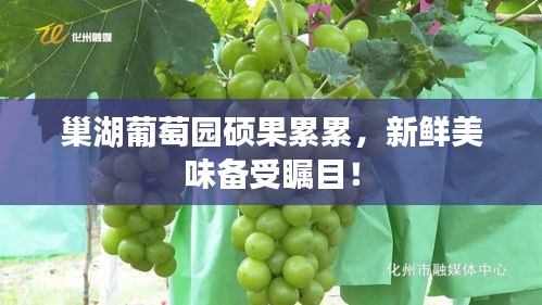 巢湖葡萄園碩果累累，新鮮美味備受矚目！