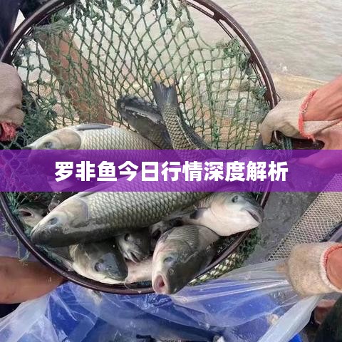 羅非魚今日行情深度解析