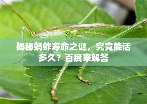 揭秘螞蚱壽命之謎，究竟能活多久？百度來解答
