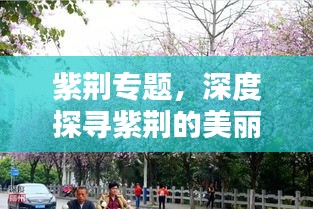 紫荊專題，深度探尋紫荊的美麗與價(jià)值