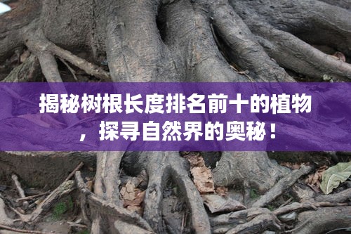 揭秘樹根長度排名前十的植物，探尋自然界的奧秘！