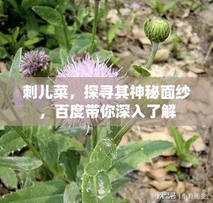 刺兒菜，探尋其神秘面紗，百度帶你深入了解