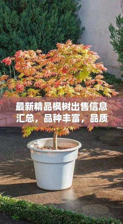 最新精品楓樹(shù)出售信息匯總，品種豐富，品質(zhì)卓越